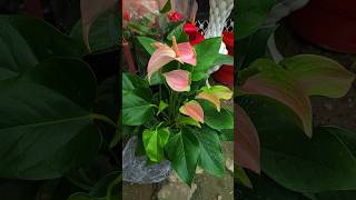 anthurium anthuriumflowerplant indoorflowerplant easycaretip plantinfo indoorplantlover [upl. by Stephania991]