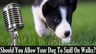 Should You Allow Your Dog To Sniff On Walks  Dog Training Podcast [upl. by Ciapha195]