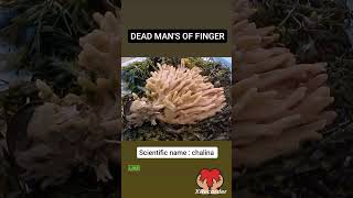 The Shocking Truth About Sponges fact sponge zoologyfacts [upl. by Selrahc67]