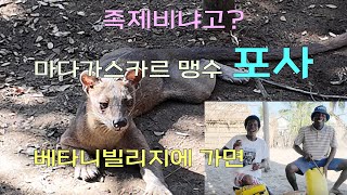 4K마다가스카르 호랑이 포사 amp 베타니 빌리지  Africa Selfguided tour 32 [upl. by Yadnus]