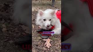 American Eskimo Dog [upl. by Alur]