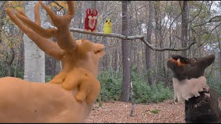 Naïf dans les bois Film de toussainte Salvadori avec les ados de I AFASER de Champigny SM 2023 [upl. by Nelyak]