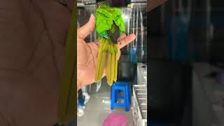 Blue throated conure [upl. by Nekcerb]