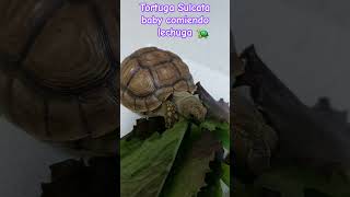 Tortuga Sulcata baby comiendo lechuga [upl. by Aracaj]