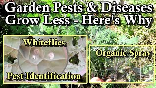 Garden Whiteflies ID amp Treatment  ‘Stop Growing So Much’ Managing Pests amp Diseases [upl. by Aninotna]