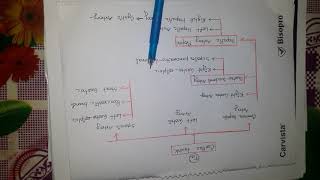 Branch Of Abdominal Aorta  Coeliac Trunk Anatomy  Bangla Demonstration of Coeliac Trunk [upl. by Schwenk]