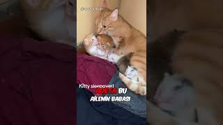 Kedi Ailesinin Beklenmedik Kahramanı❤️ [upl. by Dimphia]