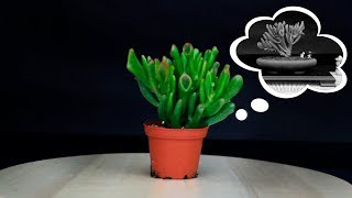 La Crassula Ovata Gollum que soñaba con ser BONSAI [upl. by Inaj632]