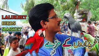 Lalukhet Exotic Parrots and Rare Birds Market Karachi 192024 Latest Update in Urdu  سوق الطيور [upl. by Ailaza]