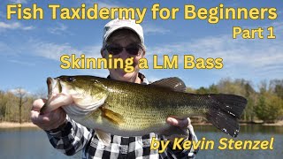 Fish Taxidermy for beginners Part 1 Skinning a LM Bass for Skin Mount [upl. by Anahsed506]