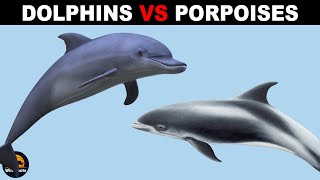 What Is The Difference Between Porpoises and Dolphins [upl. by Tserof]