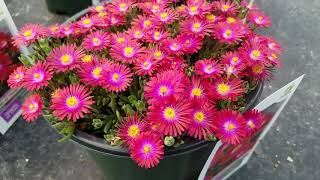 Delosperma Jewel of Desert Garnet Ice Plant  Amazingly Bright Drought Tolerant Perennials [upl. by Najed]