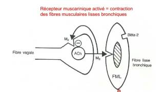 pharmacologie du ssyesteme nerveux autonome partie 3 [upl. by Grimes]