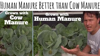 Human Manure Better than Cow Manure as Fertilizer for Organic Gardening [upl. by Rosemare]