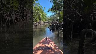 ☀️ Lucayan National Park Bahamas carnivalspirit grandbahamaisland thriftylivingtravelfreedom [upl. by Ahsenad]