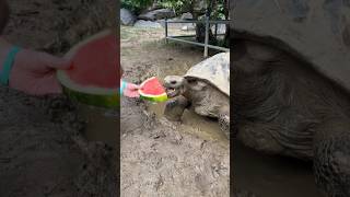 shortvideo respect Turtle Watermelon Yeapti [upl. by Htebsle]