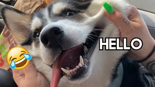 My Huskys Most Famous TikToks  Talking Husky Compilation [upl. by Arihs]