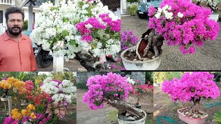 Bougainvillea Bonsai  Flowering Tips [upl. by Atig]