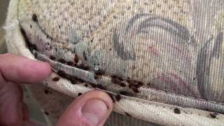 K9 Bed Bug Investigations  Town and Country Pest Solutions major bed bug infestation [upl. by Blanche]