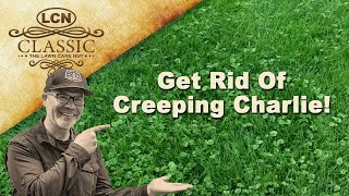 How To Get Rid Of Creeping Charlie Ground Ivy In Lawn Part 1 [upl. by Lesna]