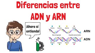 Diferencias entre ADN🧬y ARN🦠 video animado [upl. by Amalita337]