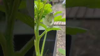 Jai trouvé ma place dit le 🦋💦🐛🐝  Malgré le chien le vent et 👁️👁️📽️ [upl. by Irolam]