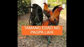 Sabong Pointing TAMANG EDAD PAGPA LAHI NG MANOK [upl. by Draude]