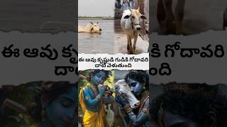 cow crosses the Godavari to the temple of Krishnashortsfeed hanumangod avtelugutalks [upl. by Irby]