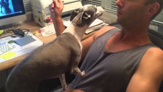 Italian greyhounds barking [upl. by Nagyam]