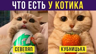 Приколы с котами Что есть у котика  Мемозг 295 [upl. by Aldredge74]