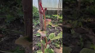 New kiwi plant in kashmir grafted journey kashmir kiwi plant villagelife [upl. by Rehc]