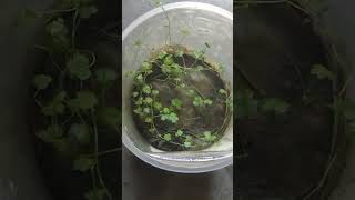 Hydrocotyle Tripartita Emersed ll Easy Method of growing Aquatic plants ll  shorts [upl. by Nehte]