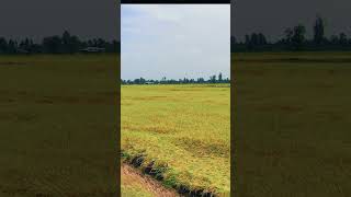 Natures Masterpiece Vietnamese Paddy Fields [upl. by Ibbetson]