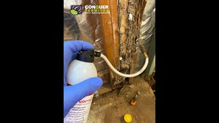 Termite Treatment  Termidor Foam [upl. by Doherty439]