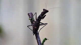 Mantids a predatory insects  Praying Mantis Insect [upl. by Moberg]