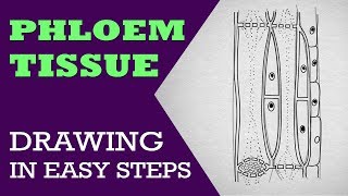 How to draw phloem in easy steps  9th Biology  CBSE  ncert class 9  Science Syllabus [upl. by Goldenberg659]