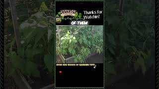 Growing and Harvesting Gold Rush Yellow Beans A Guide to Successful Bean Cultivation [upl. by Nnaeilsel536]