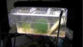 Marineland 11quot Aquarium LED Light Bar [upl. by Llenrub]