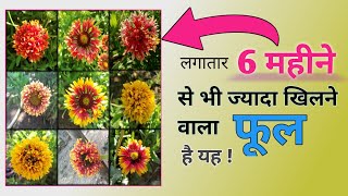 Gaillardia Flower Plant Information 🌻🌼 Blanket Flower  Gaillardia Paudhe Ki Jaankari Hindi Mein [upl. by Noynek]