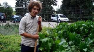 Harvesting and Preparing Horseradish [upl. by Sik]