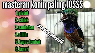 masteran konin pilian paling joss [upl. by Aelahs]