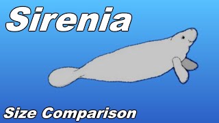 Sirenia Size Comparison  Manatee Dugong Stellers sea cow [upl. by Laen]