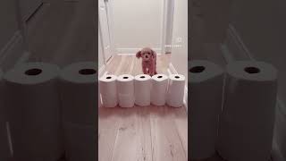 The toilet paper challenge was a fail poodle seniordog nothankyou [upl. by Fatsug]