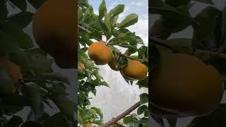 Persimmon jaikisanhp shortvideo youtube [upl. by Ahsikit]