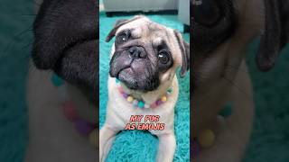 just a few of Pickless many faces 🤪 dog pug cute funny pets fyp shorts [upl. by Cherilyn459]