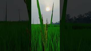 Beautiful view of rice field🌅My village ricelandytshortfarmingvillagebeautynatureshorts ❣️ [upl. by Garfinkel]