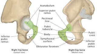 Pubis Bone by Mohammad Yasir [upl. by Wagoner]