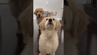 Having goldens as guard dogs 😂 dogs puppy goldenretriever puppies cutedog cutedog [upl. by Cesaria]