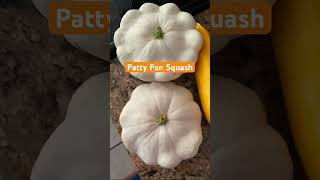 White Patty Pan Squash fall garden gardening shorts fyp [upl. by Acinoda]