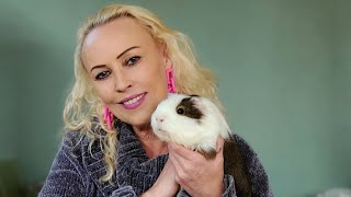 LIVE with Saskia at the Los Angeles Guinea Pig Rescue  I LOVE GUINEA PIGS [upl. by Alvira]